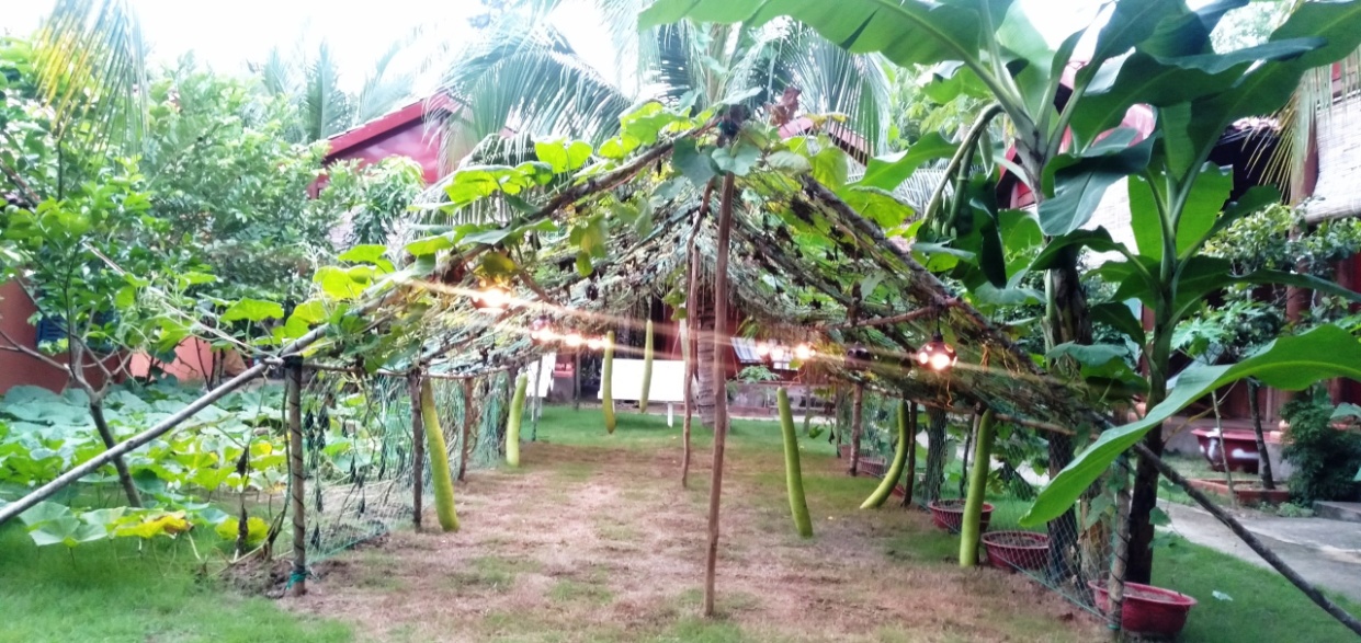Vườn rau xanh mát giúp bữa ăn tại Coconut Homestay thêm hấp dẫn.jpg